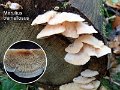 Phlebia tremellosa-amf1291-1